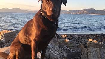 Vacanze con il cane Luna a Lugano Hotel Pestalozzi Lugano 2500x3333